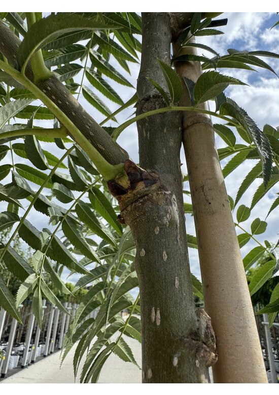 Eberesche 'Dodong' | Sorbus 'Dodong'