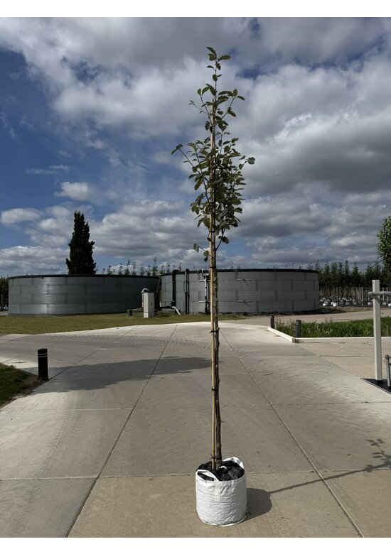 Schwedische Mehlbeere | Sorbus intermedia 'Brouwers'