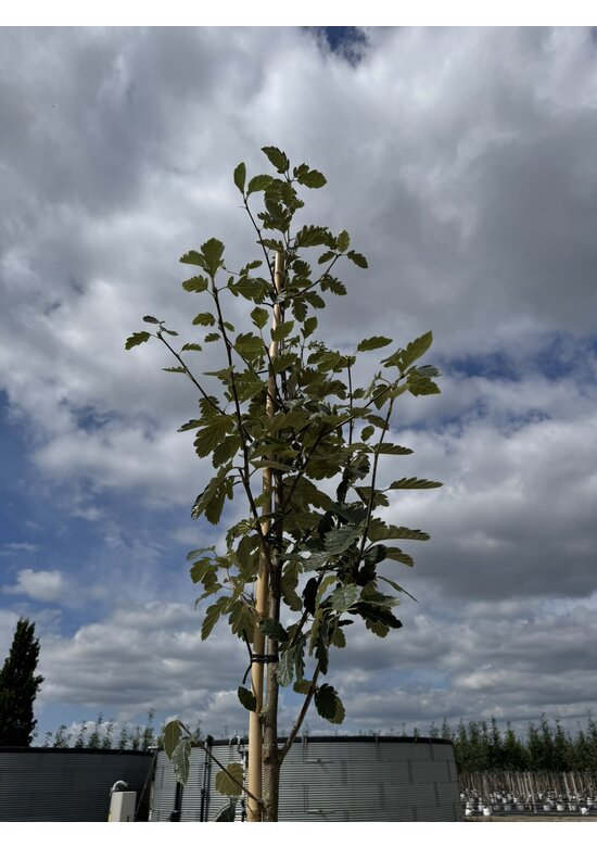 Schwedische Mehlbeere | Sorbus intermedia 'Brouwers' Schwedische Mehlbeere | Sorbus intermedia 'Brouwers'