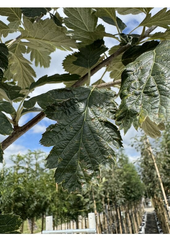 Schwedische Mehlbeere | Sorbus intermedia 'Brouwers' Schwedische Mehlbeere | Sorbus intermedia 'Brouwers'