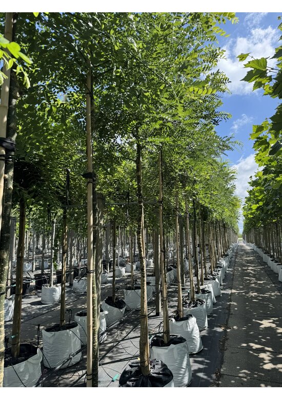 Schnurbaum, Honigbaum | Styphnolobium japonicum