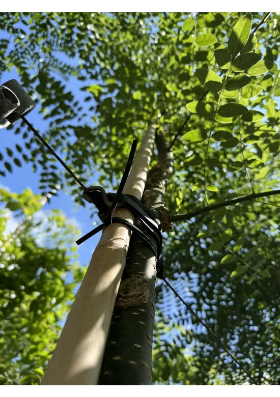 Schnurbaum, Honigbaum | Styphnolobium japonicum