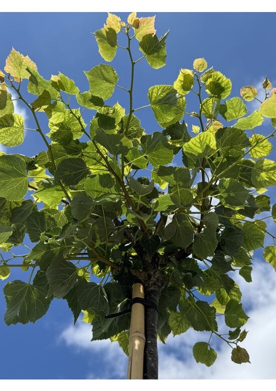 Kugel-Winterlinde 'Green Globe' | Tilia cordata 'Green Globe'