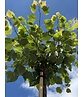 Kugel-Winterlinde 'Green Globe' | Tilia cordata 'Green Globe'