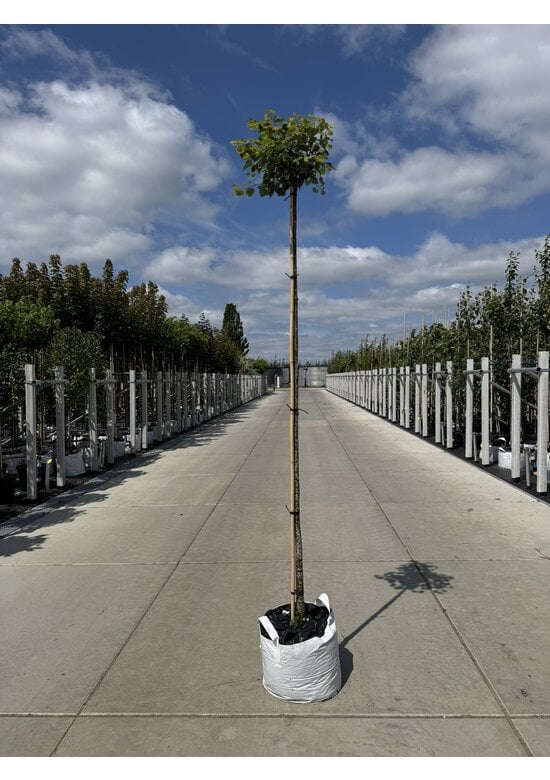 Kugel-Winterlinde 'Green Globe' | Tilia cordata 'Green Globe'