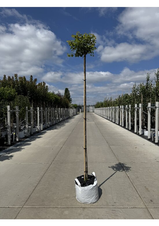 Kugel-Winterlinde 'Green Globe' | Tilia cordata 'Green Globe'