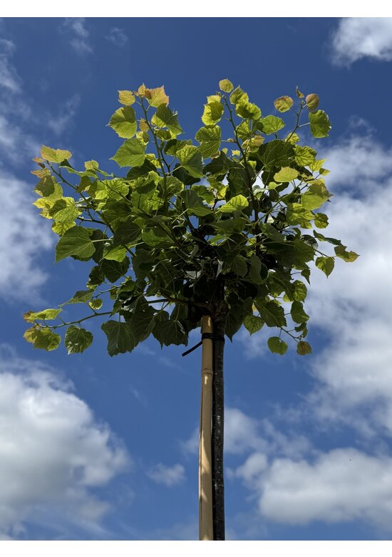 Kugel-Winterlinde 'Green Globe' | Tilia cordata 'Green Globe'