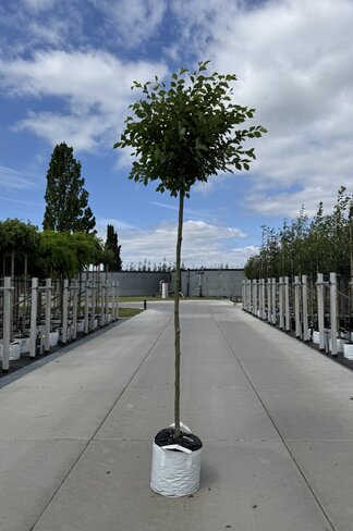 Kugel-Ulme | Ulmus minor 'Umbraculifera'