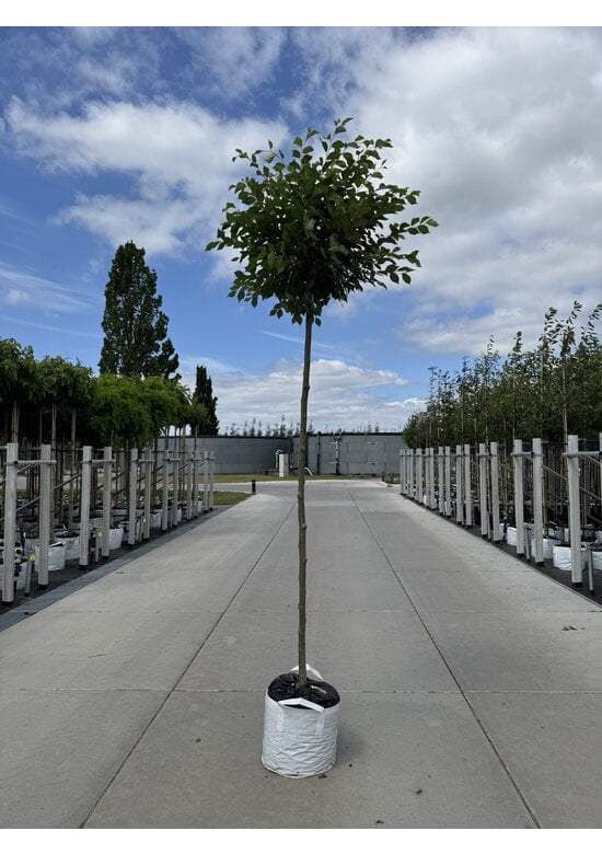 Kugel-Ulme | Ulmus minor 'Umbraculifera'