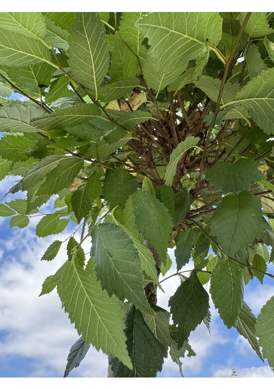 Kugel-Ulme | Ulmus minor 'Umbraculifera'
