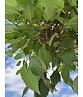 Kugel-Ulme | Ulmus minor 'Umbraculifera'
