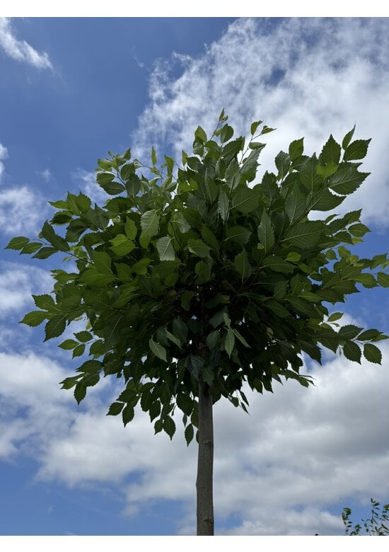Kugel-Ulme | Ulmus minor 'Umbraculifera'