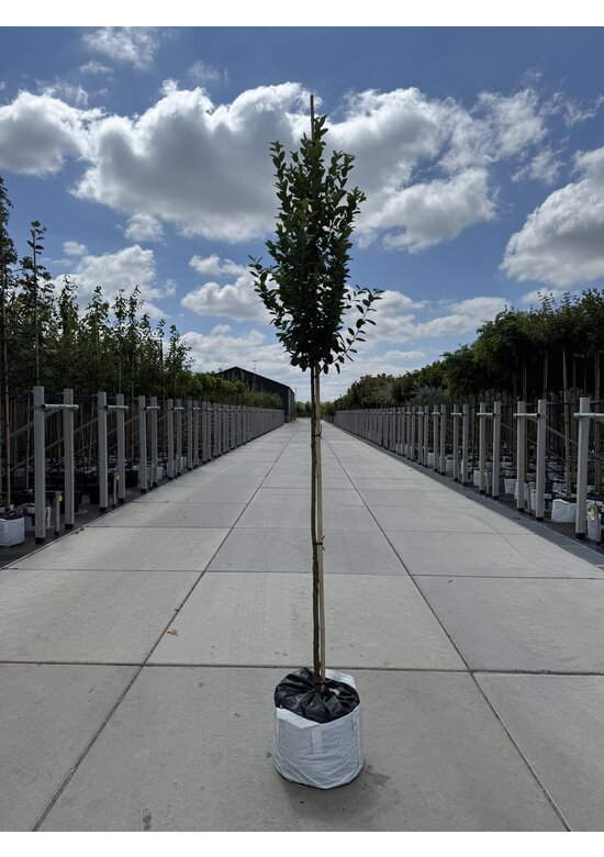 Säulen-Felsenbirne 'Rainbow Pillar' | Amelanchier 'Rainbow Pillar' Säulen-Felsenbirne 'Rainbow Pillar' | Amelanchier 'Rainbow Pillar'