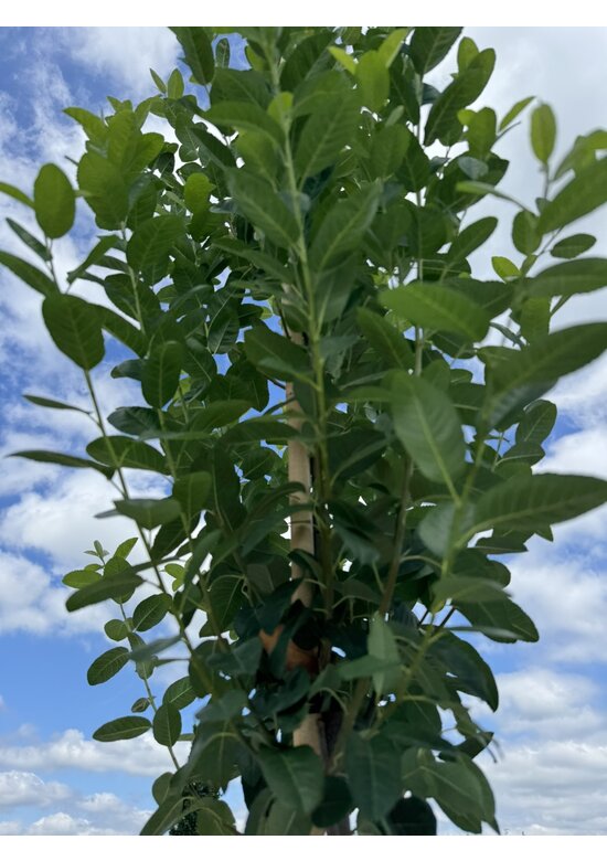 Säulen-Felsenbirne 'Rainbow Pillar' | Amelanchier 'Rainbow Pillar' Säulen-Felsenbirne 'Rainbow Pillar' | Amelanchier 'Rainbow Pillar'