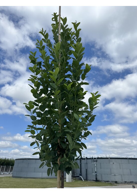 Säulen-Felsenbirne 'Rainbow Pillar' | Amelanchier 'Rainbow Pillar' Säulen-Felsenbirne 'Rainbow Pillar' | Amelanchier 'Rainbow Pillar'