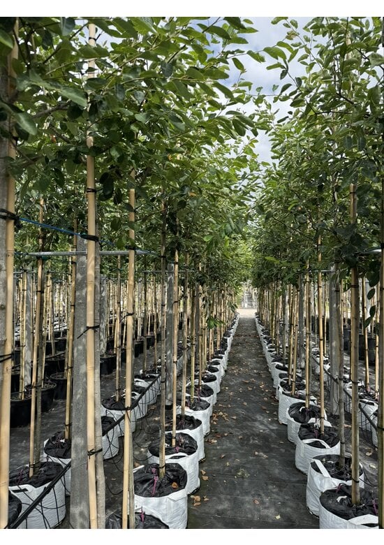 Kupfer-Felsenbirne | Amelanchier lamarckii