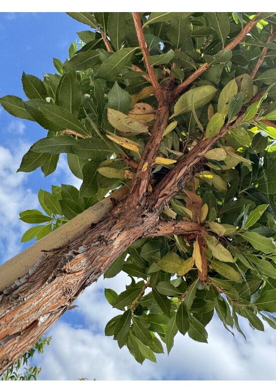 Erdbeerbaum | Arbutus unedo