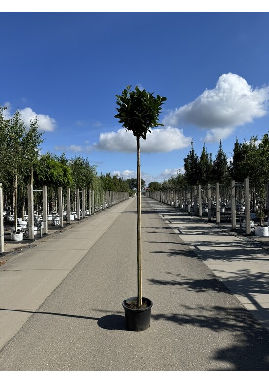 Kugel Lorbeerbaum 'Etna' | Prunus laurocerasus 'Etna' (Anbri)