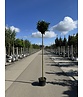 Kugel Lorbeerbaum 'Etna' | Prunus laurocerasus 'Etna' (Anbri) Kugel Lorbeerbaum 'Etna' | Prunus laurocerasus 'Etna' (Anbri)