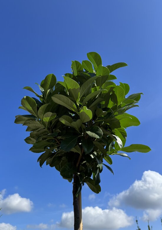 Kugel-Lorbeerbaum 'Etna' kaufen  immergrner Kirschlorbeer auf Stamm -  Venovi