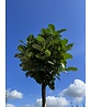 Kugel Lorbeerbaum 'Etna' | Prunus laurocerasus 'Etna' (Anbri) Kugel Lorbeerbaum 'Etna' | Prunus laurocerasus 'Etna' (Anbri)