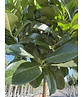 Kugel Lorbeerbaum 'Etna' | Prunus laurocerasus 'Etna' (Anbri) Kugel Lorbeerbaum 'Etna' | Prunus laurocerasus 'Etna' (Anbri)
