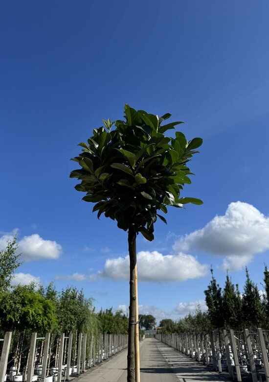 Kugel-Lorbeerbaum 'Etna' kaufen  immergrner Kirschlorbeer auf Stamm -  Venovi