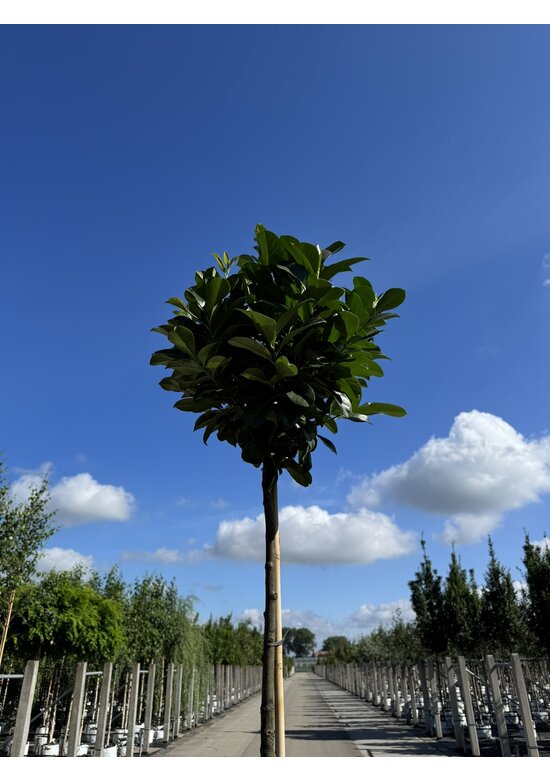 Kugel Lorbeerbaum 'Etna' | Prunus laurocerasus 'Etna' (Anbri) Kugel Lorbeerbaum 'Etna' | Prunus laurocerasus 'Etna' (Anbri)
