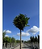 Kugel Lorbeerbaum 'Etna' | Prunus laurocerasus 'Etna' (Anbri) Kugel Lorbeerbaum 'Etna' | Prunus laurocerasus 'Etna' (Anbri)