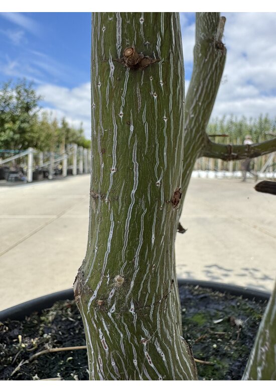 Davids Ahorn Mehrstämmig | Acer davidii