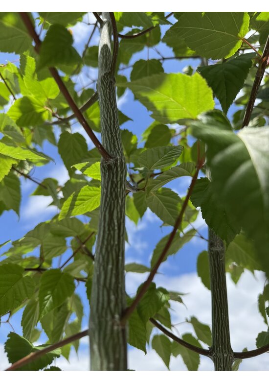 Davids Ahorn Mehrstämmig | Acer davidii