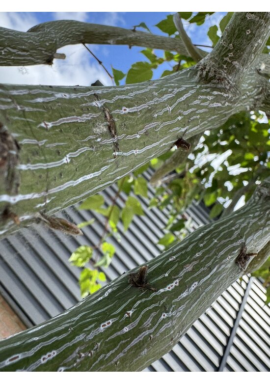 Davids Ahorn Mehrstämmig | Acer davidii