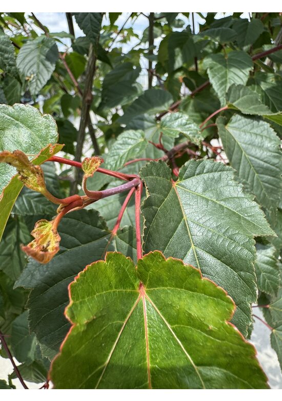 Davids Ahorn Mehrstämmig | Acer davidii