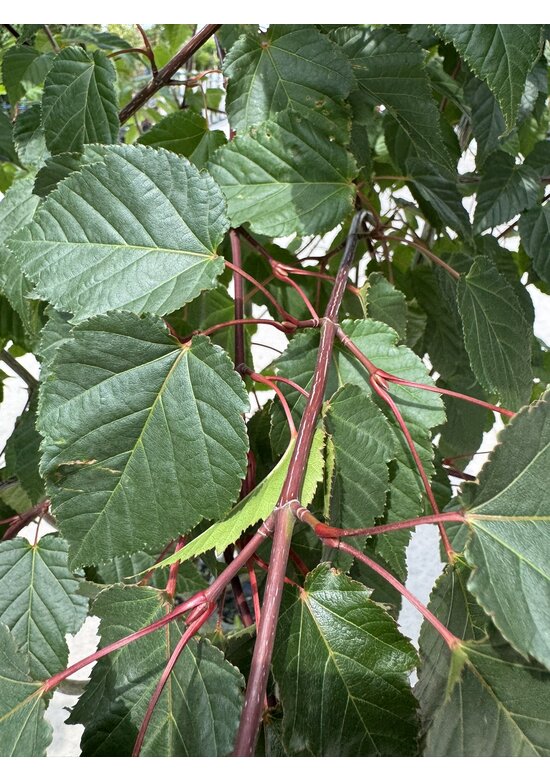 Davids Ahorn Mehrstämmig | Acer davidii