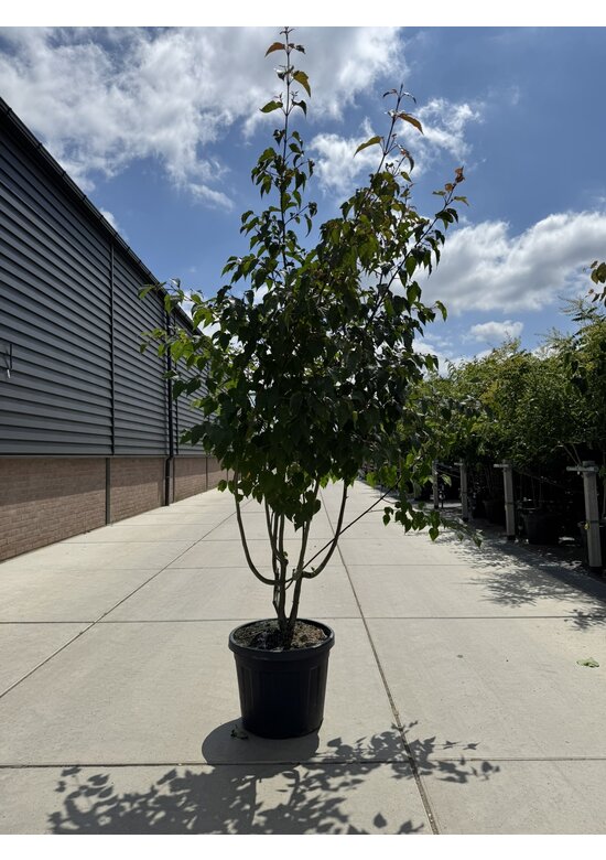 Davids Ahorn Mehrstämmig | Acer davidii