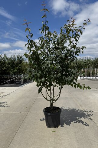 Davids Ahorn Mehrstämmig | Acer davidii Davids Ahorn Mehrstämmig | Acer davidii