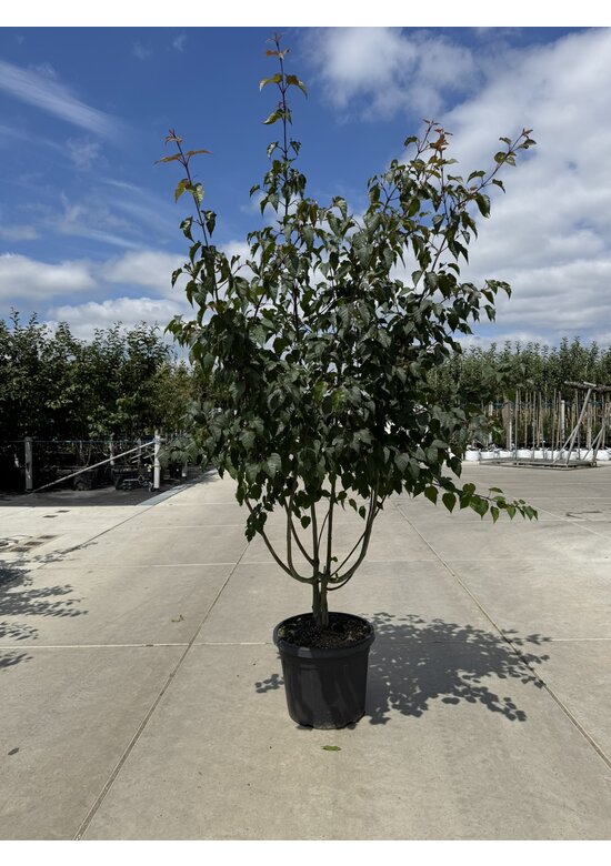 Davids Ahorn Mehrstämmig | Acer davidii