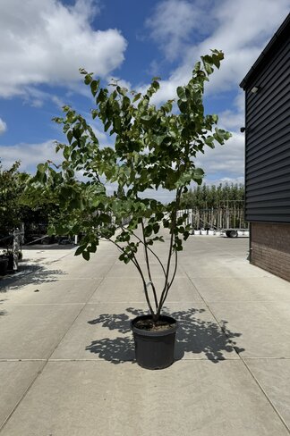 Kanadischer Judasbaum 'Pink Pom Poms' Mehrstämmig | Cercis canadensis 'Pink Pom Poms' Kanadischer Judasbaum 'Pink Pom Poms' Mehrstämmig | Cercis canadensis 'Pink Pom Poms'