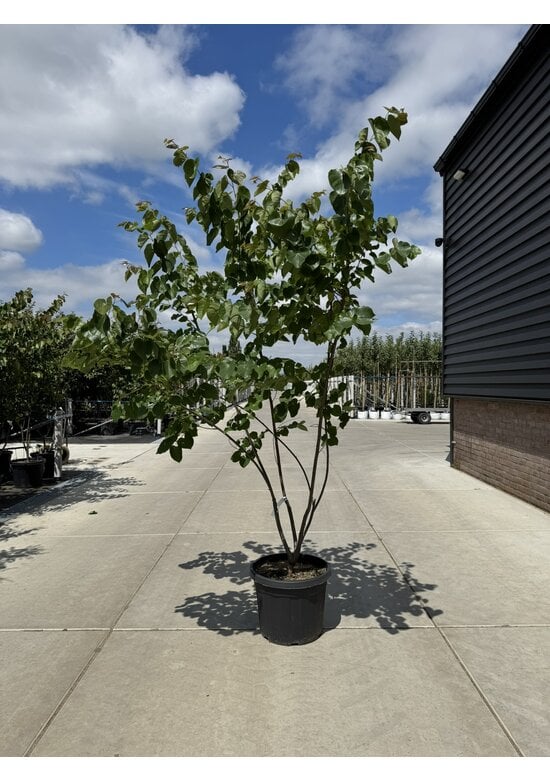 Kanadischer Judasbaum 'Pink Pom Poms' Mehrstämmig | Cercis canadensis 'Pink Pom Poms'