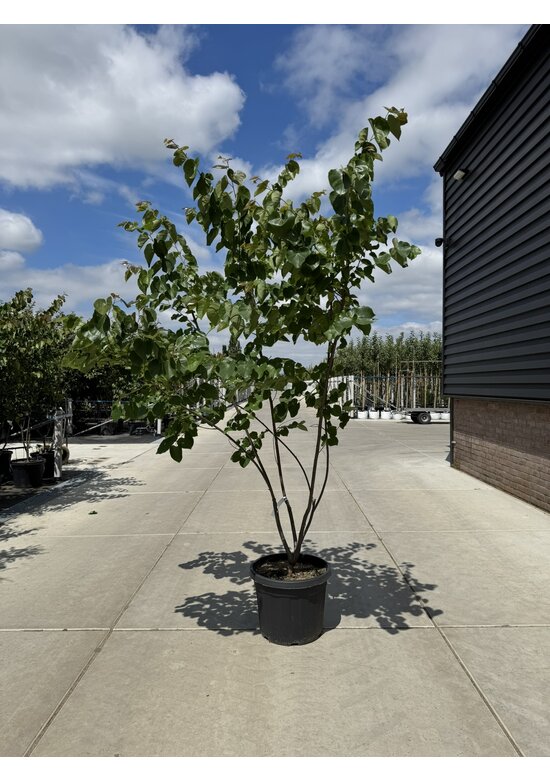 Kanadischer Judasbaum 'Pink Pom Poms' Mehrstämmig | Cercis canadensis 'Pink Pom Poms'