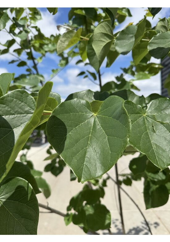 Kanadischer Judasbaum 'Pink Pom Poms' Mehrstämmig | Cercis canadensis 'Pink Pom Poms'