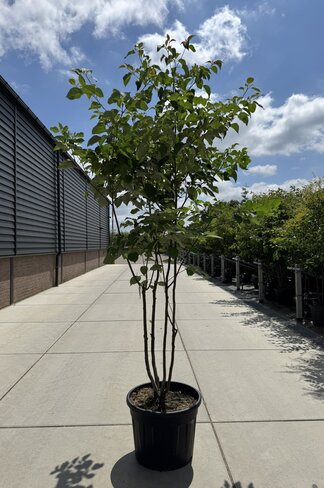 Pagoden Hartriegel Mehrstämmig | Cornus controversa