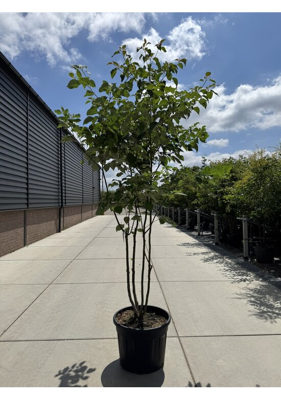 Pagoden Hartriegel Mehrstämmig | Cornus controversa