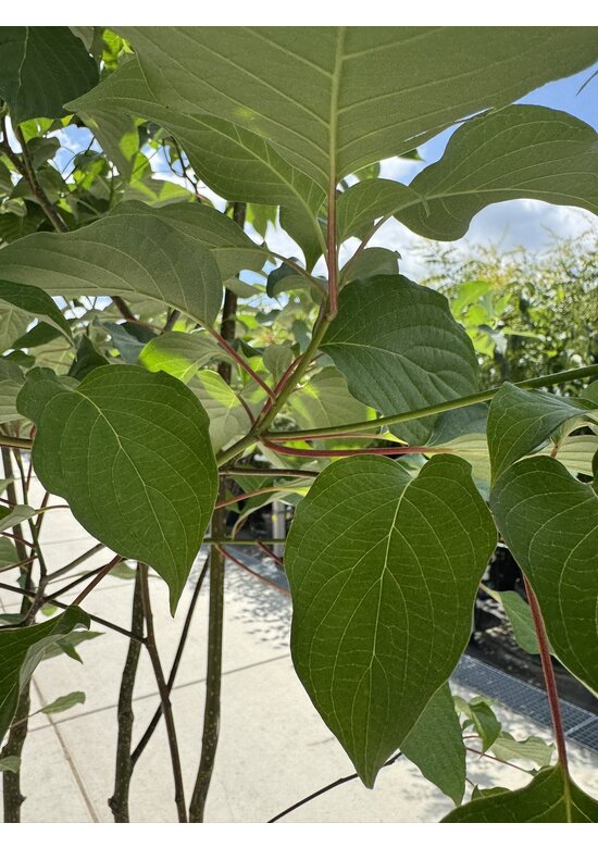 Pagoden Hartriegel Mehrstämmig | Cornus controversa