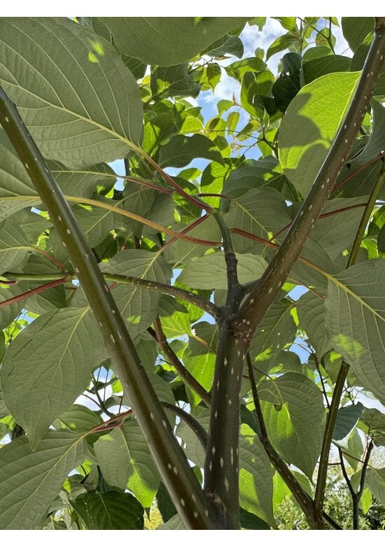 Pagoden Hartriegel Mehrstämmig | Cornus controversa