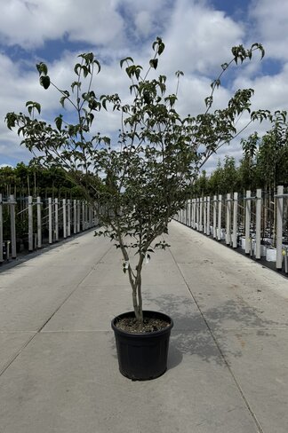 Chinesischer Blumenhartriegel 'China Girl' - Mehrstämmig | Cornus kousa 'China Girl'
