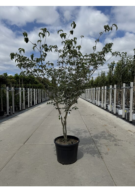 Chinesischer Blumenhartriegel 'China Girl' - Mehrstämmig | Cornus kousa 'China Girl'