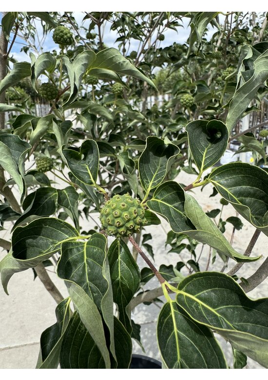 Chinesischer Blumenhartriegel 'China Girl' - Mehrstämmig | Cornus kousa 'China Girl'