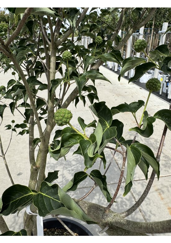 Chinesischer Blumenhartriegel 'China Girl' - Mehrstämmig | Cornus kousa 'China Girl'