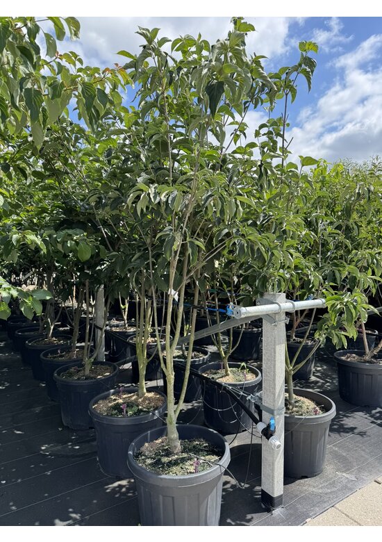 Japanischer Blumenhartriegel 'Starlight' - Mehrstämmig | Cornus 'Starlight'